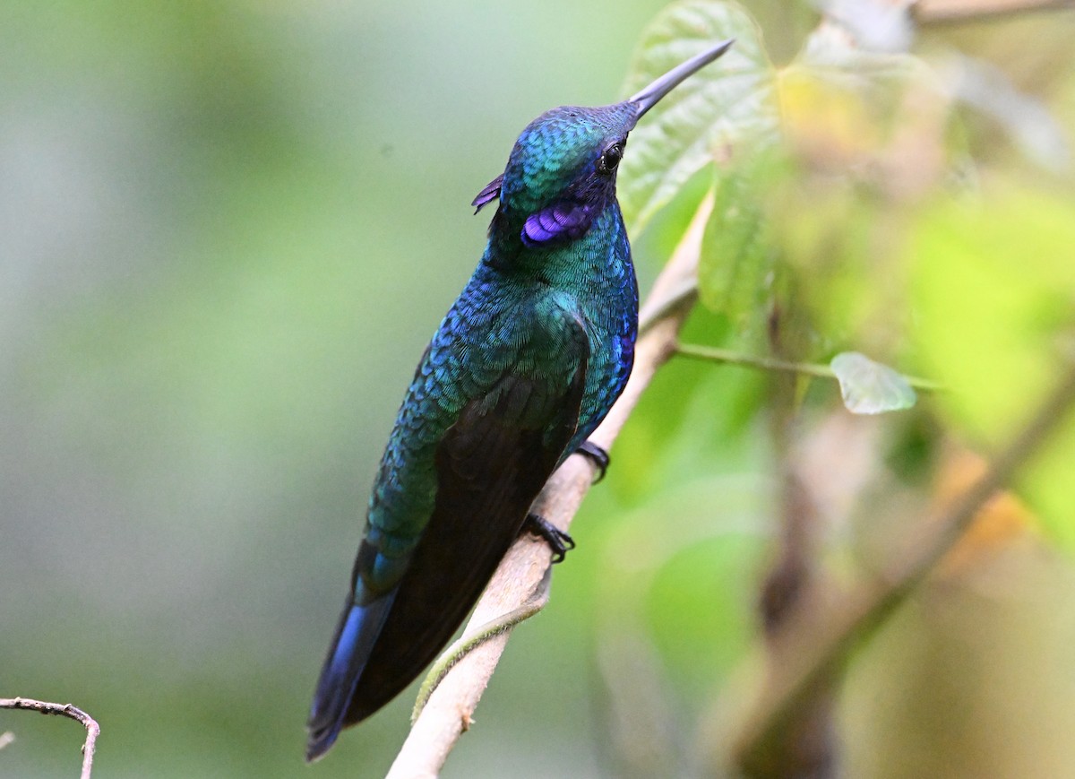 Sparkling Violetear - ML642107286