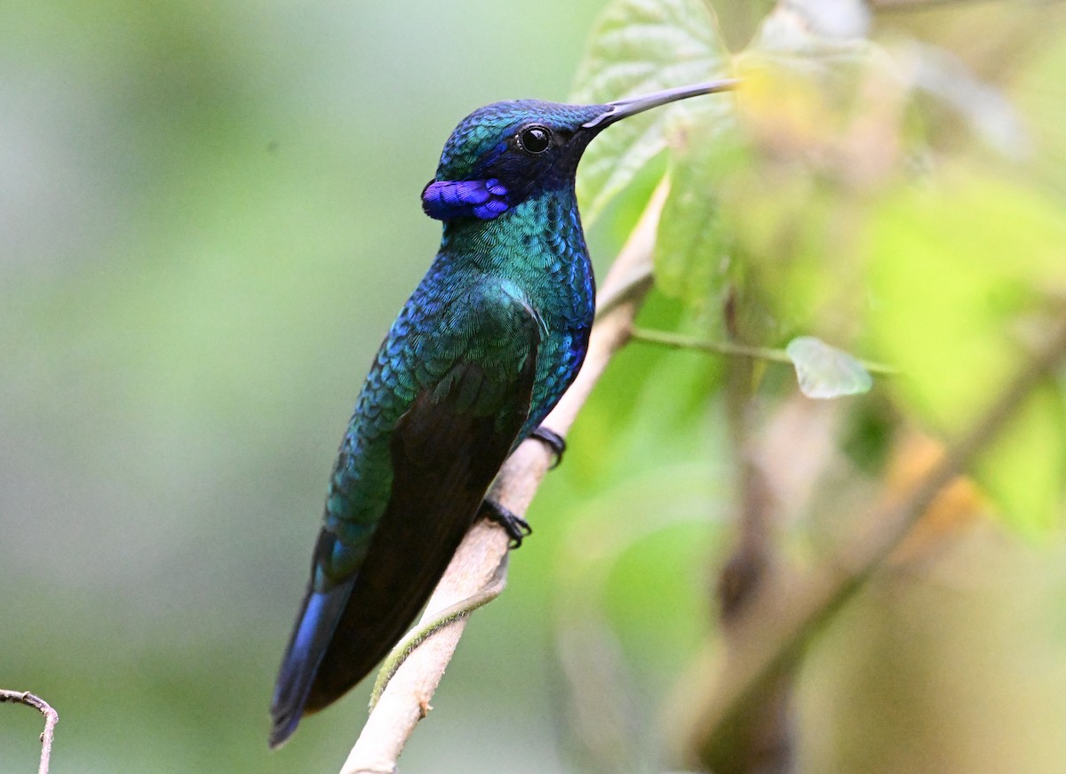 Sparkling Violetear - ML642107288