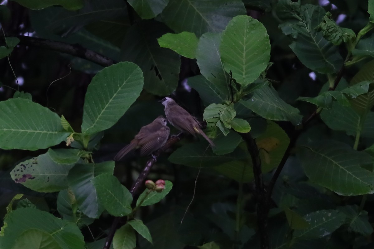 Yellow-vented Bulbul - ML642107289