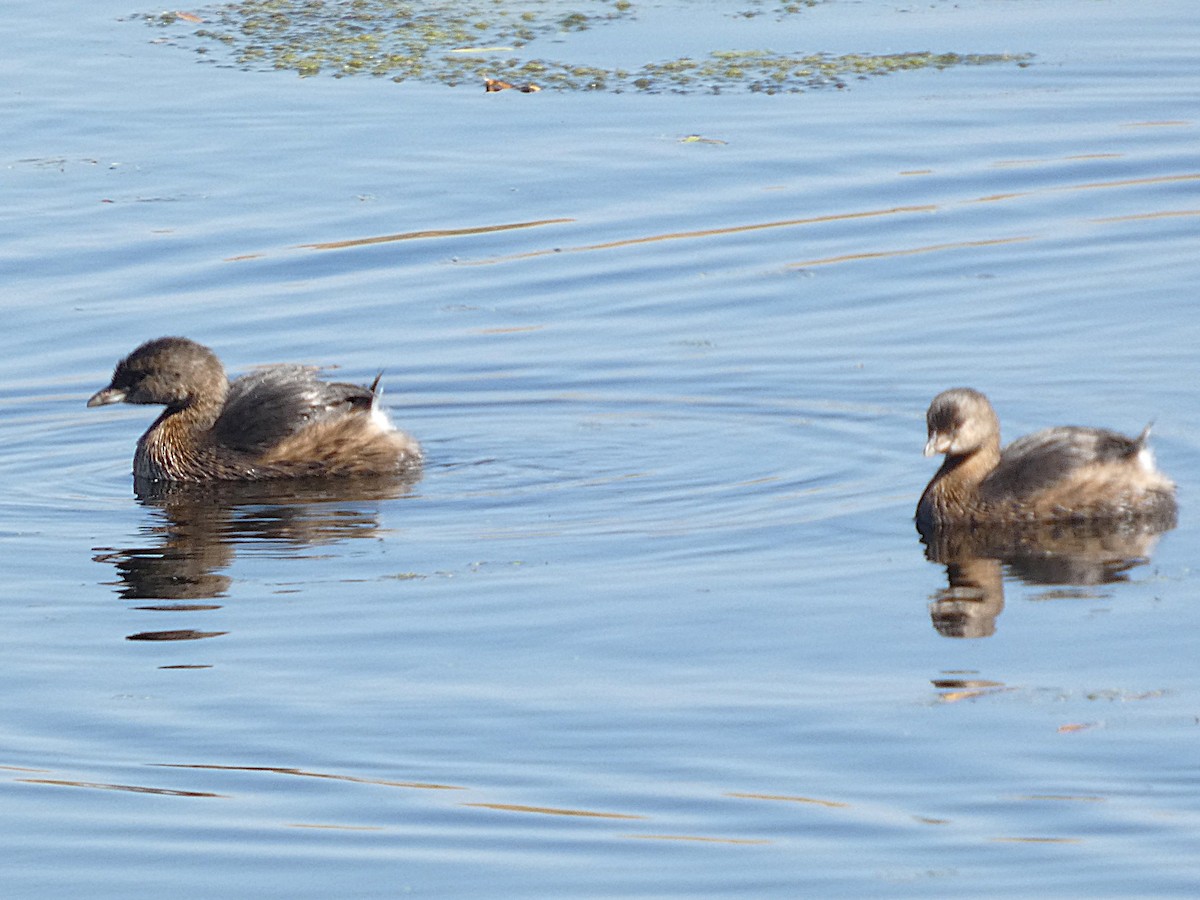 オビハシカイツブリ - ML642107290