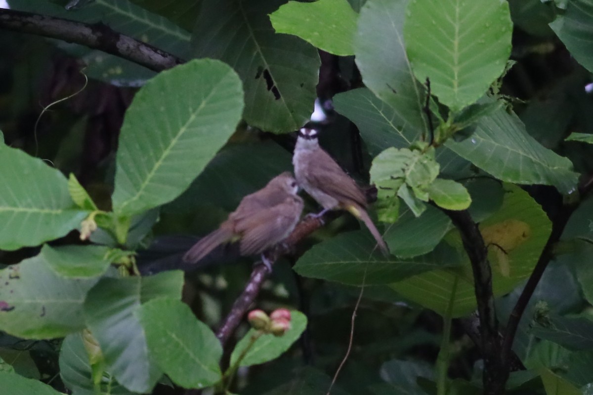 Yellow-vented Bulbul - ML642107291