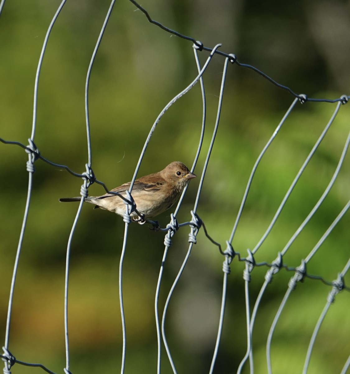 Indigo Bunting - ML642107295