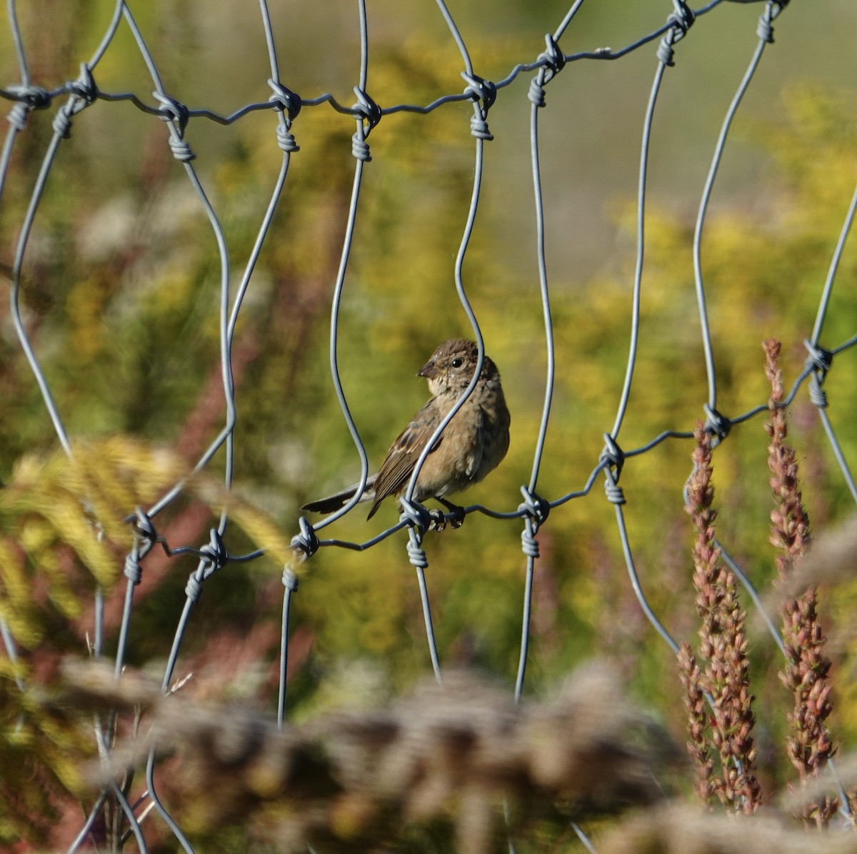 Indigo Bunting - ML642107296