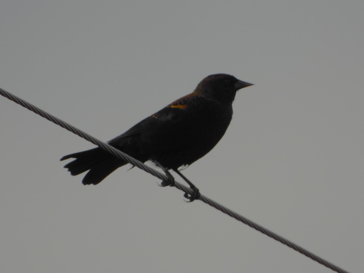 Red-winged Blackbird - ML642107299