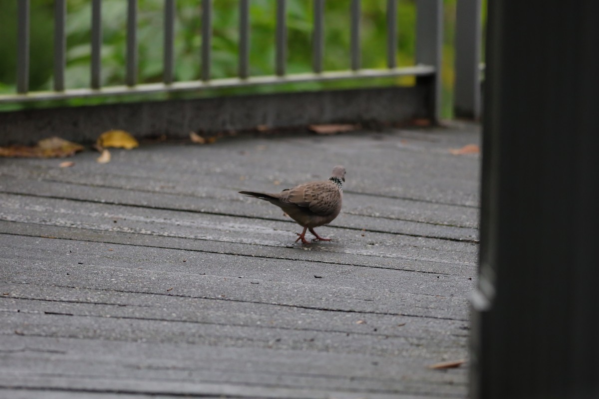 珠頸斑鳩 - ML642107300
