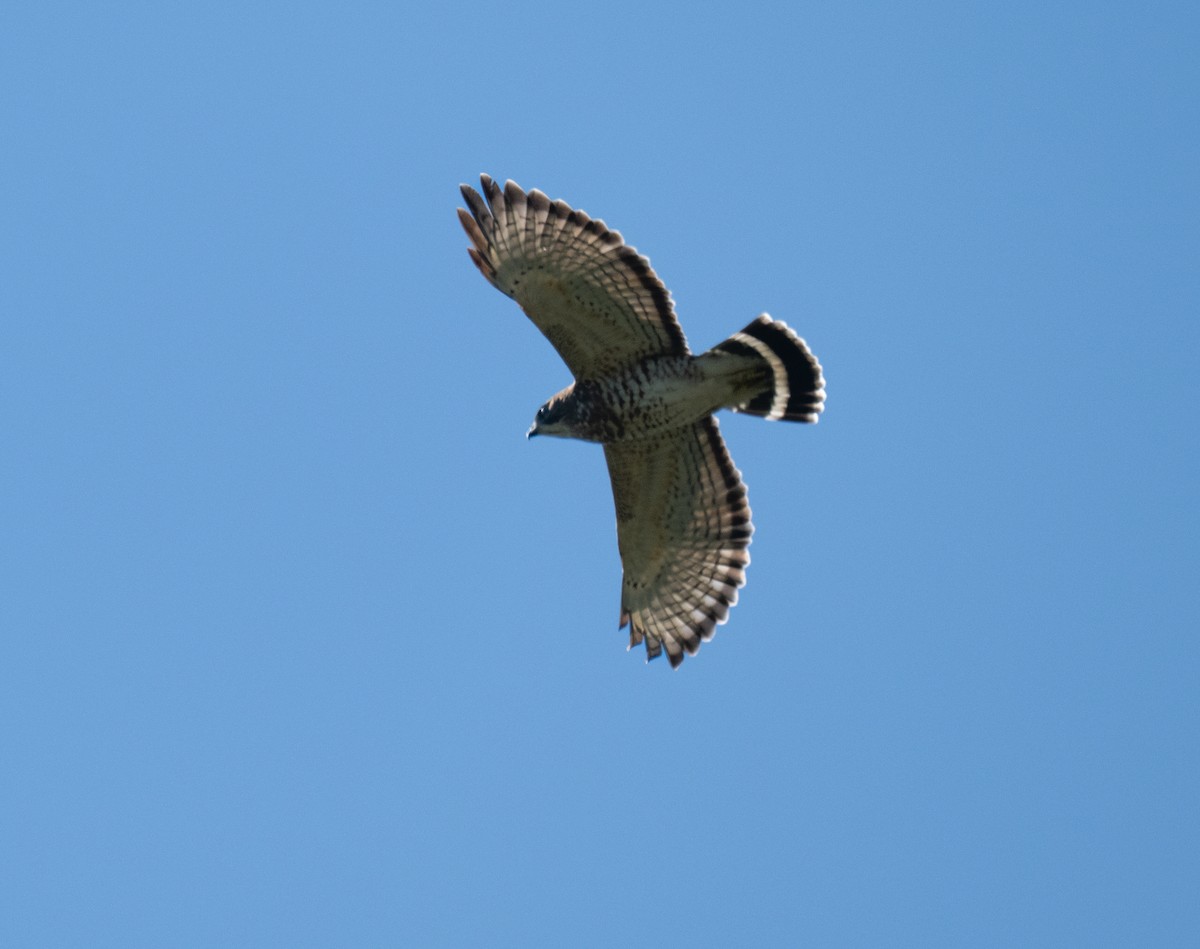Broad-winged Hawk - ML642107320