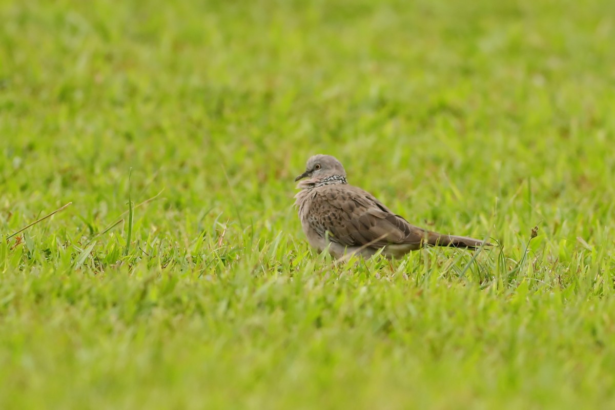 珠頸斑鳩 - ML642107331