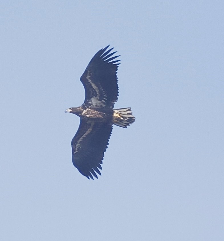 White-tailed Eagle - ML642107335