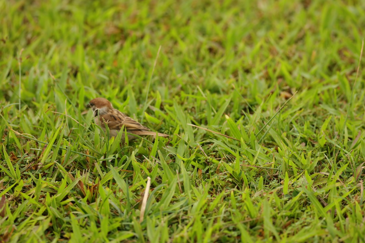 麻雀 - ML642107337