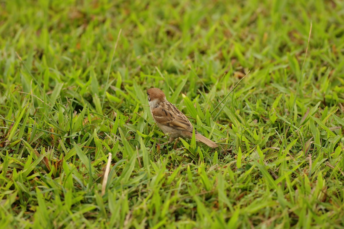 麻雀 - ML642107339