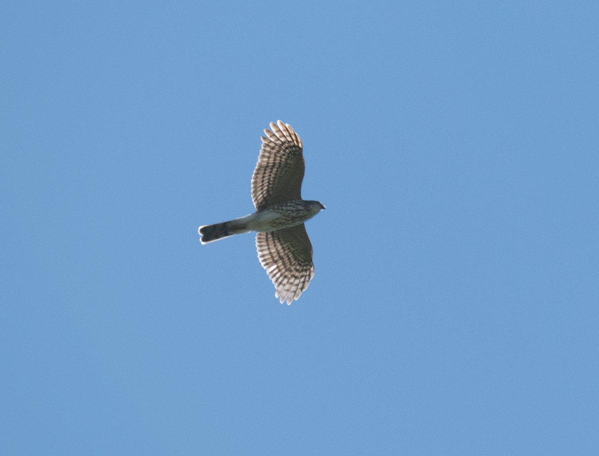 Sharp-shinned Hawk - ML642107340