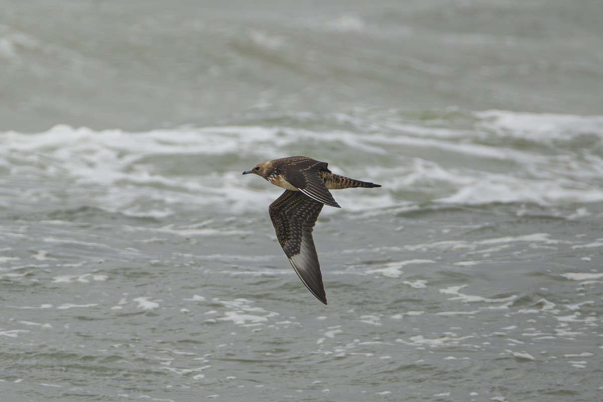 Parasitic Jaeger - ML642107344