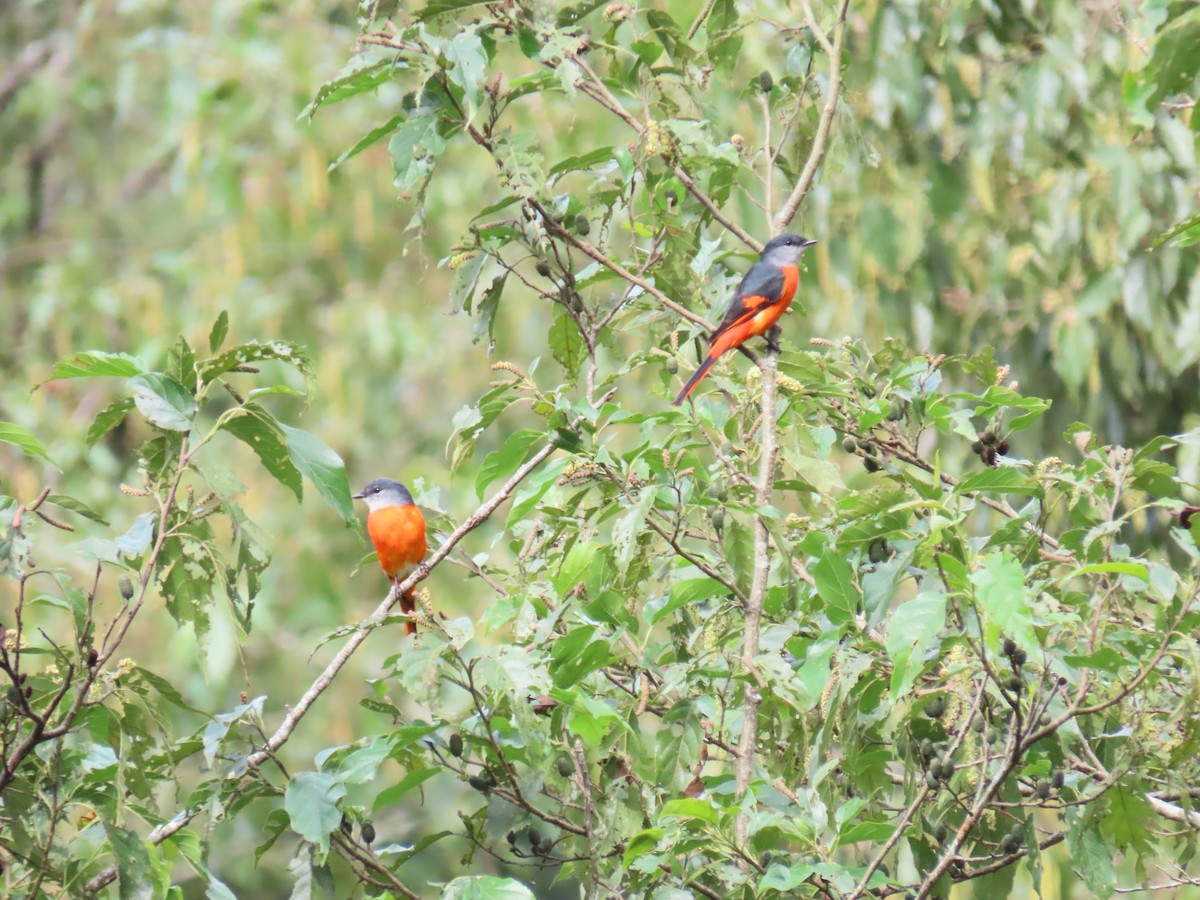 Gray-chinned Minivet (Gray-chinned) - ML642107345