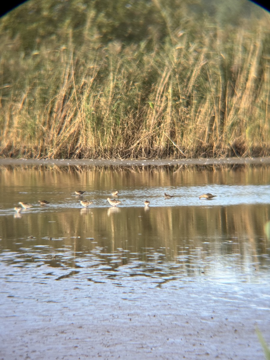 Wood Sandpiper - ML642107347