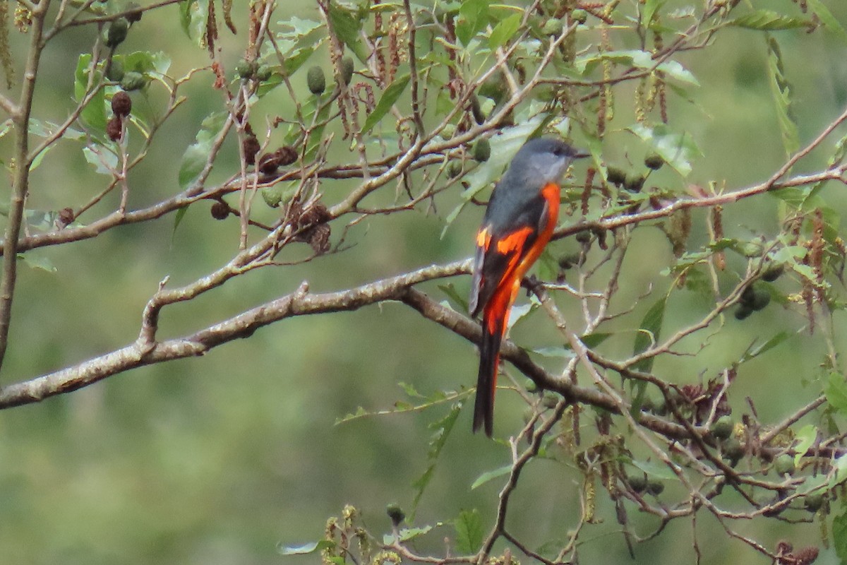 Gray-chinned Minivet (Gray-chinned) - ML642107354