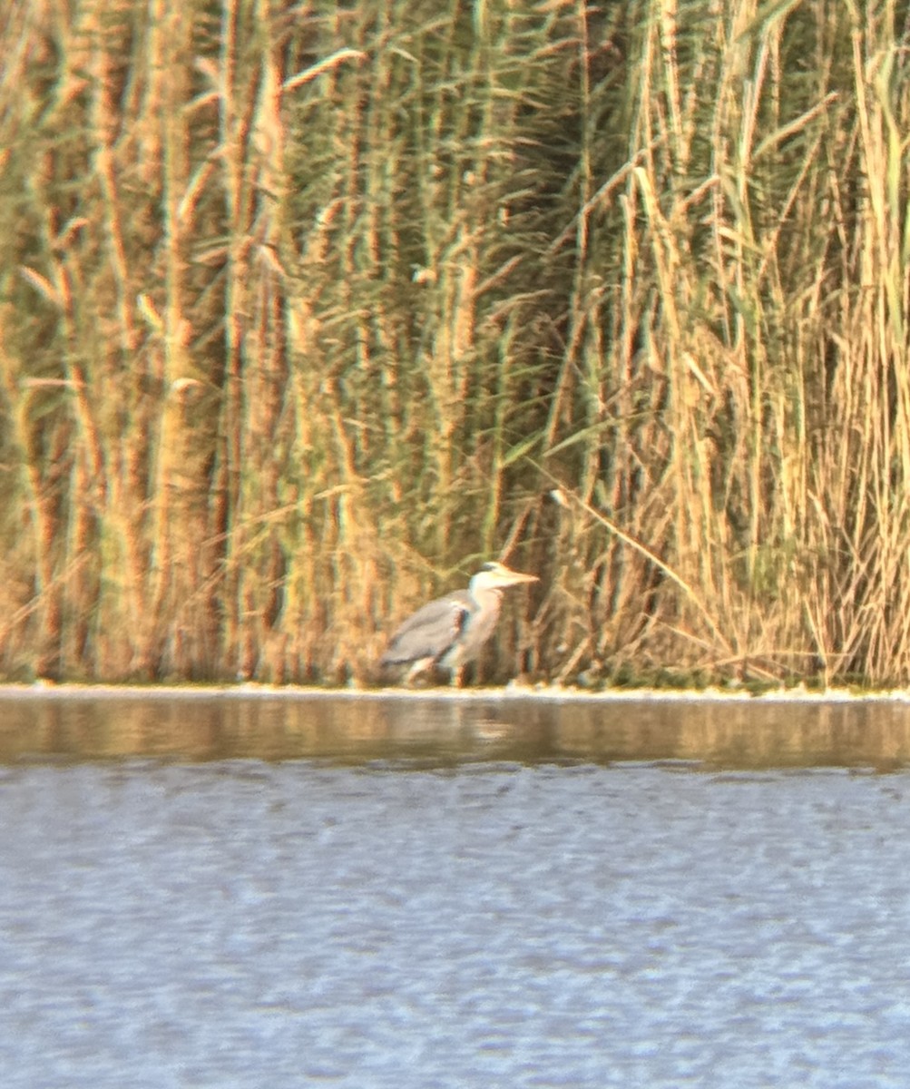 Gray Heron - ML642107368