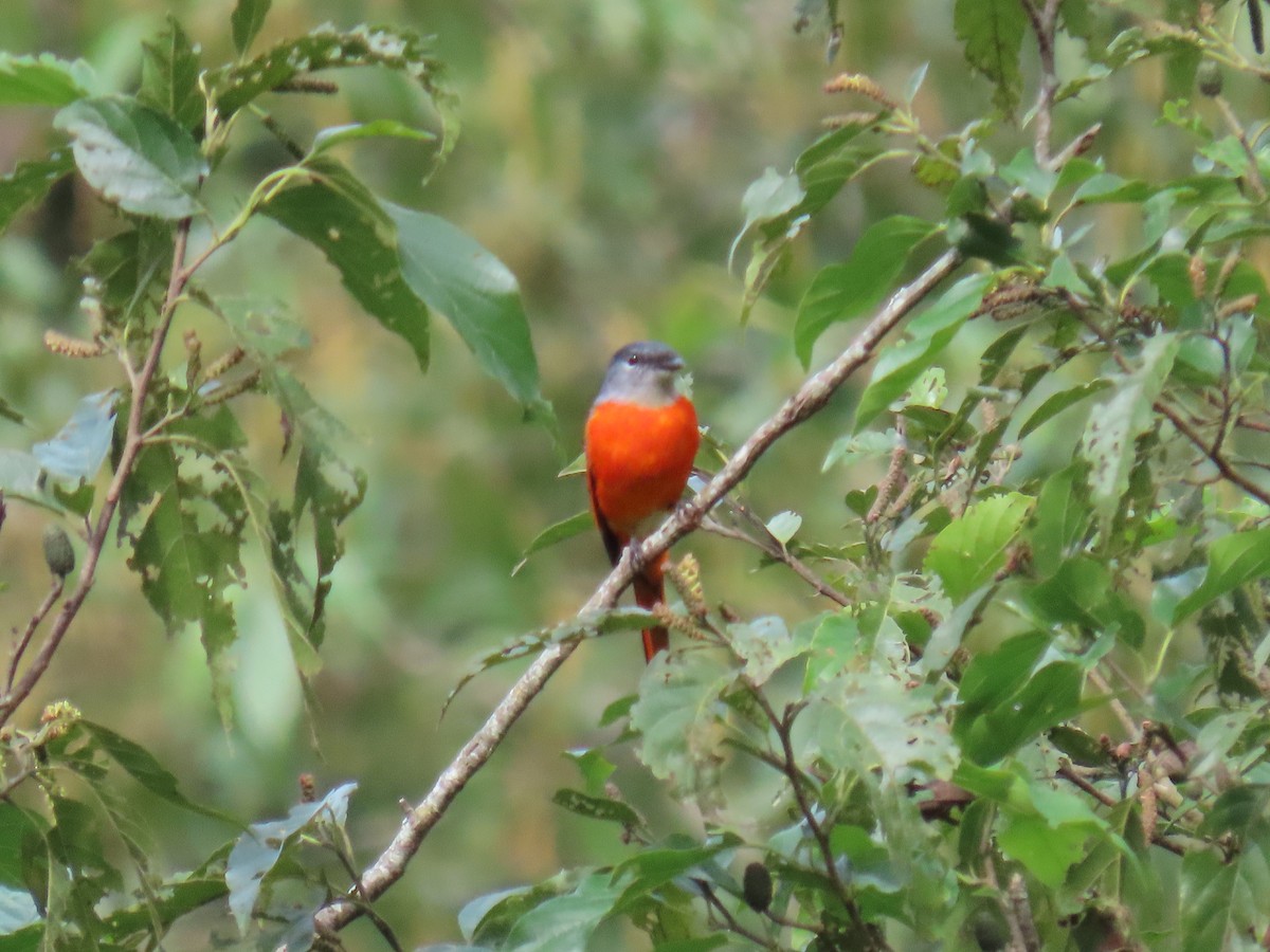 Gray-chinned Minivet (Gray-chinned) - ML642107370