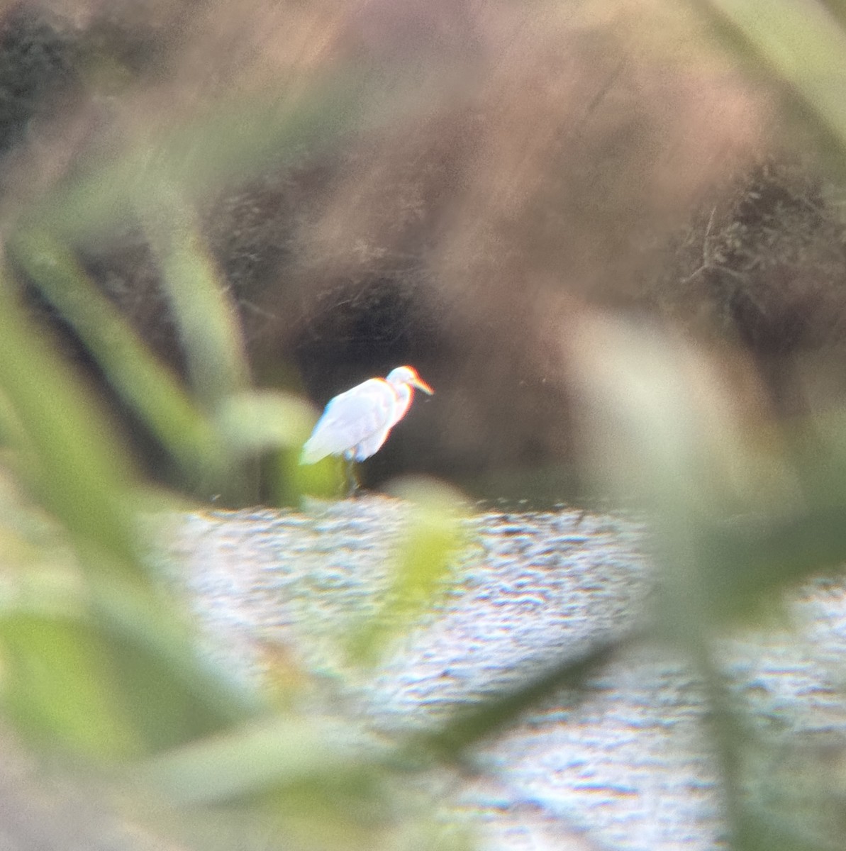 Great Egret - ML642107372