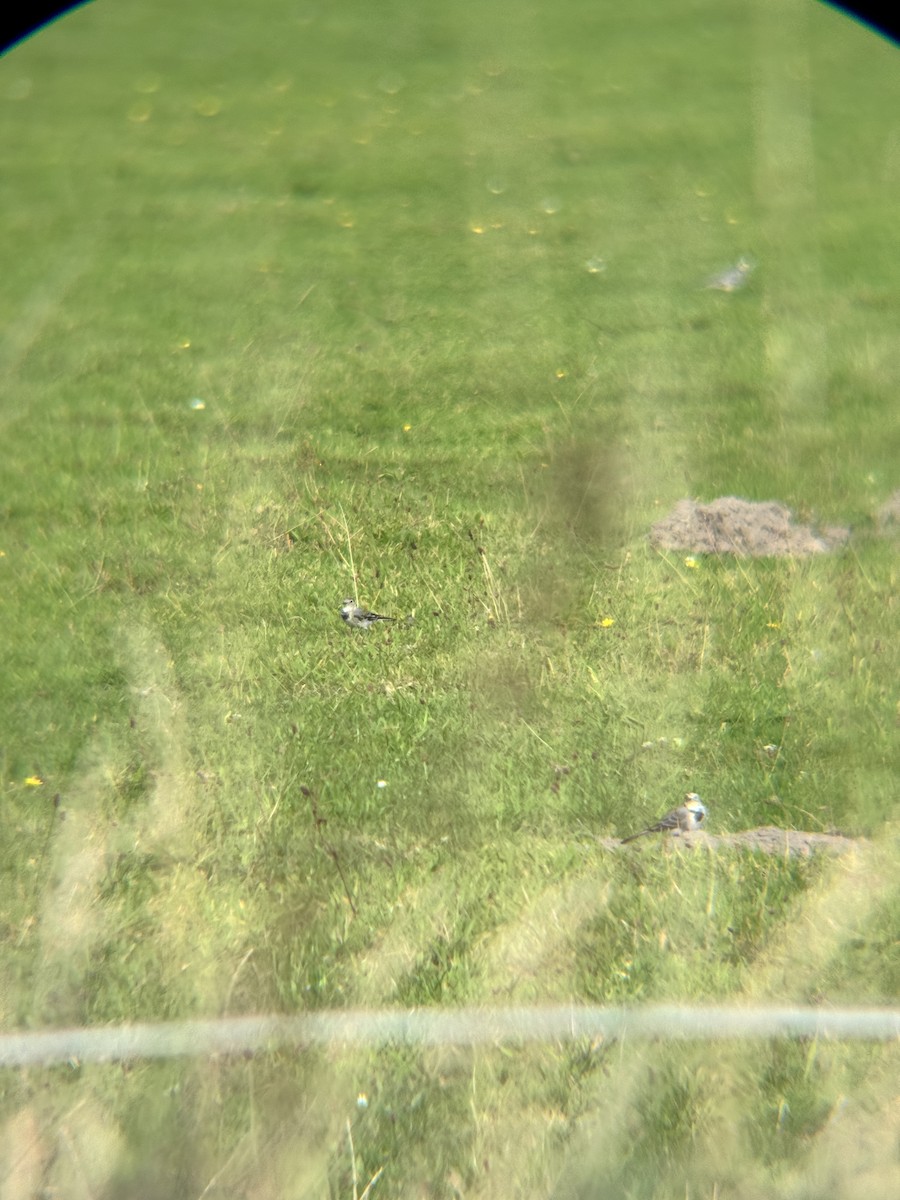 White Wagtail - ML642107378