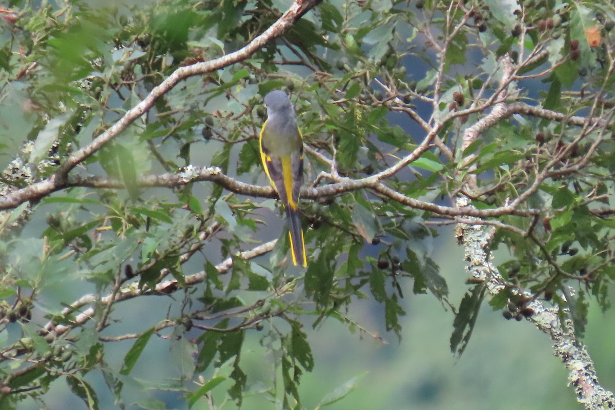 Gray-chinned Minivet (Gray-chinned) - ML642107380