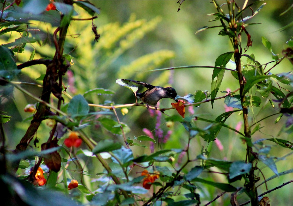 Ruby-throated Hummingbird - ML642107409