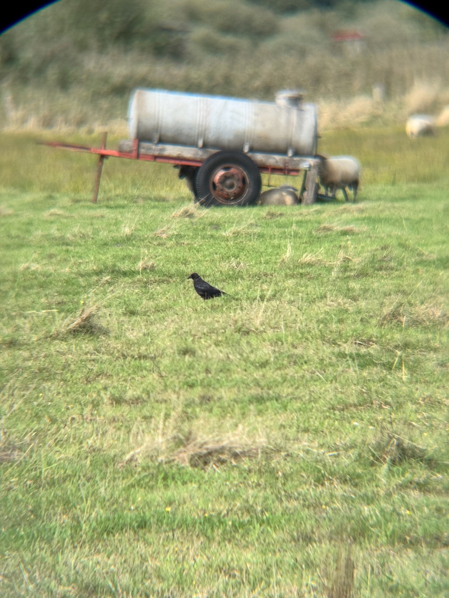 Carrion Crow - ML642107416