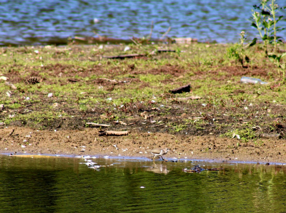 Spotted Sandpiper - ML642107420