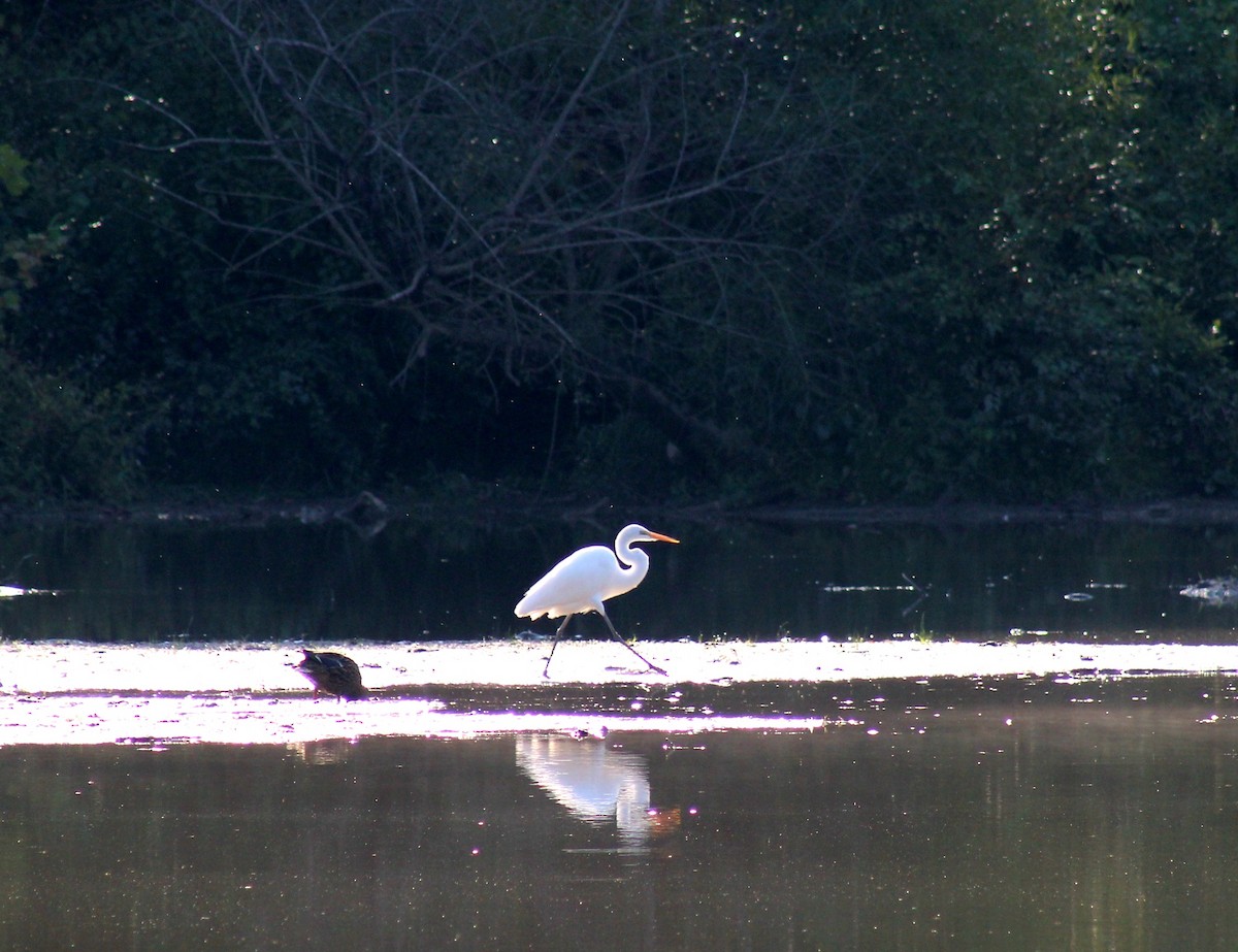 Great Egret - ML642107421