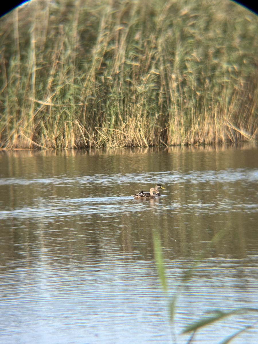 Mallard - ML642107436