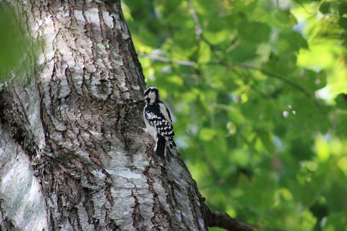 Downy Woodpecker - ML642107441