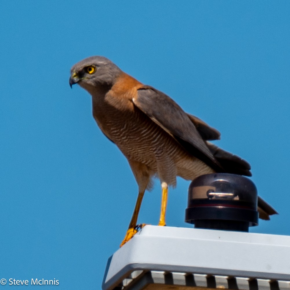 Brown Goshawk - ML642107469
