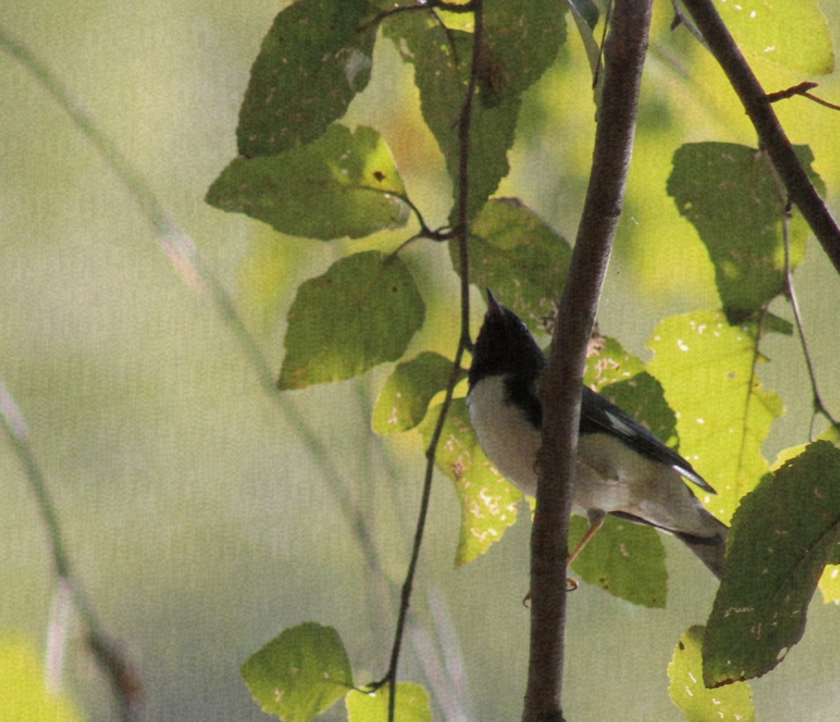 Black-throated Blue Warbler - ML642107471