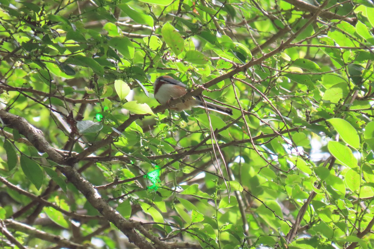 Black-throated Tit (Black-throated) - ML642107479