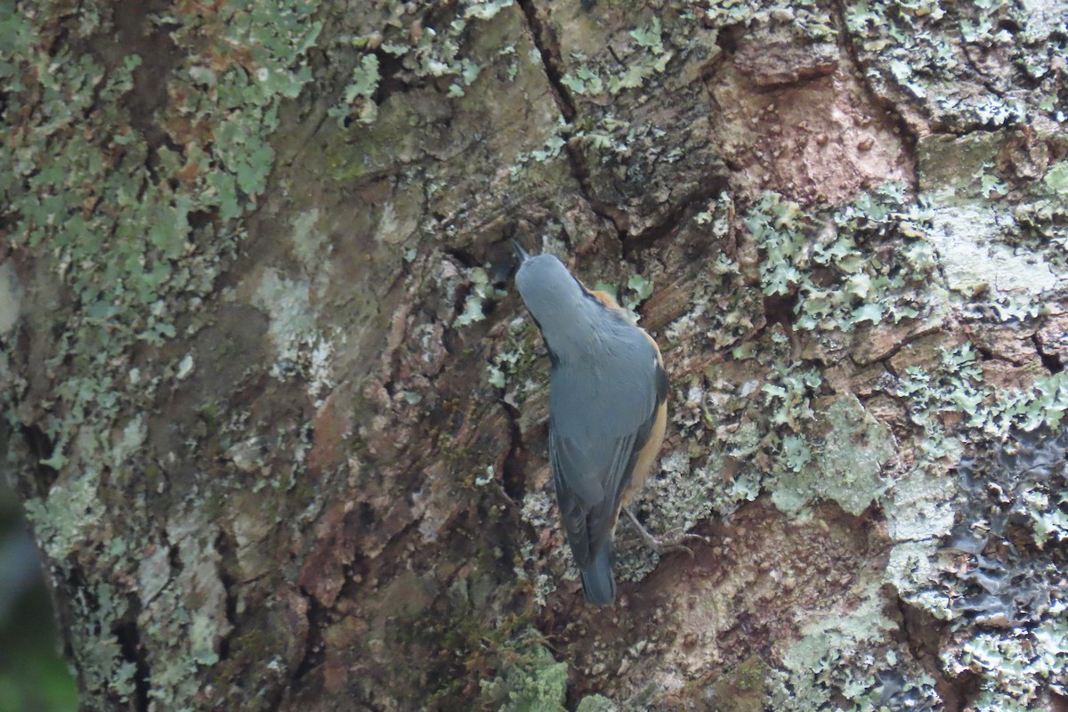 Eurasian Nuthatch (Chinese) - ML642107492