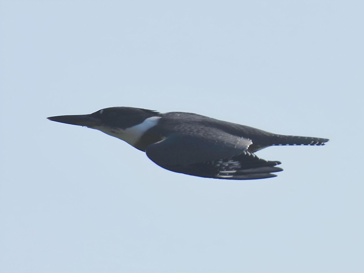 Martin-pêcheur d'Amérique - ML642107495