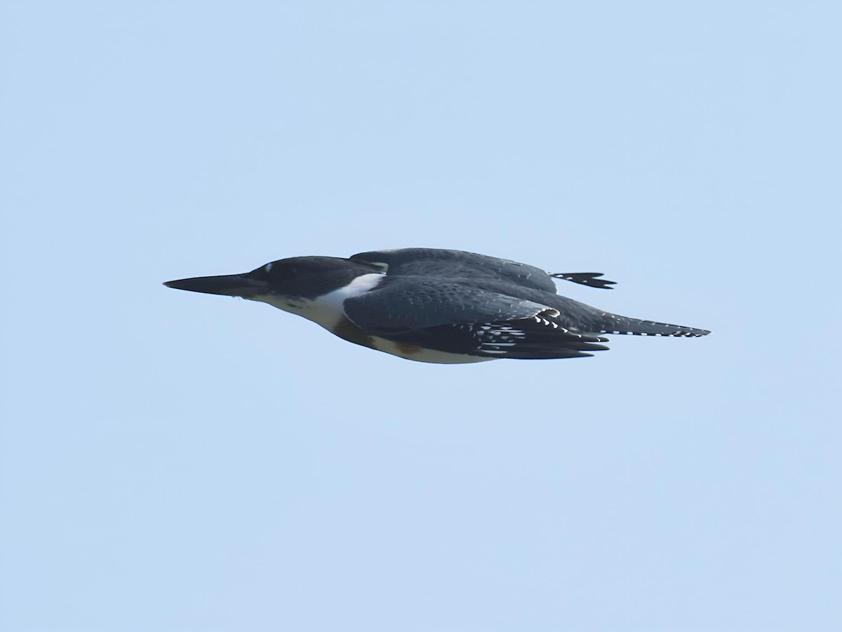 Martin-pêcheur d'Amérique - ML642107496