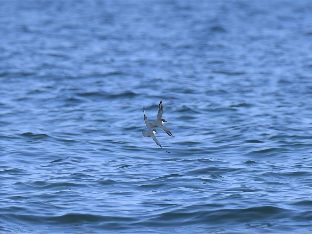Martin-pêcheur d'Amérique - ML642107497