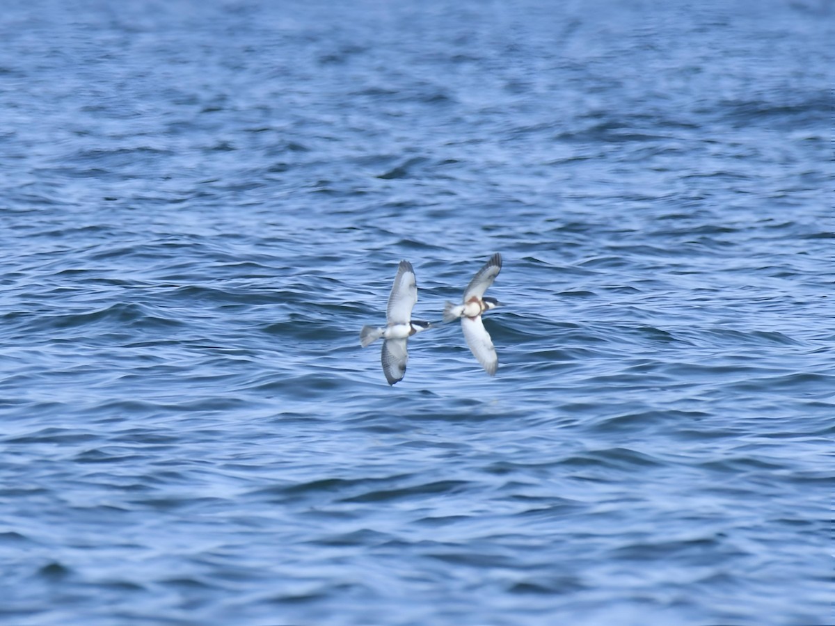Martin-pêcheur d'Amérique - ML642107498