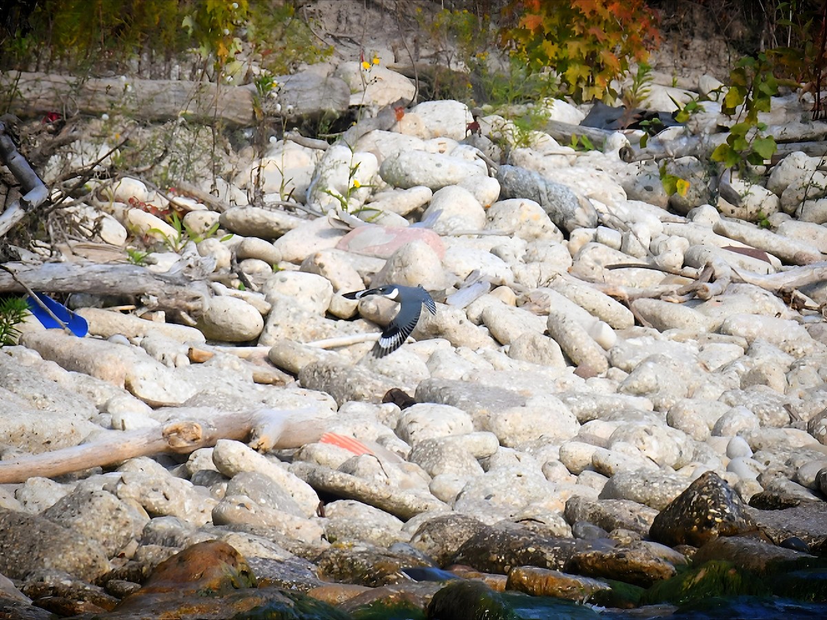Martin-pêcheur d'Amérique - ML642107504