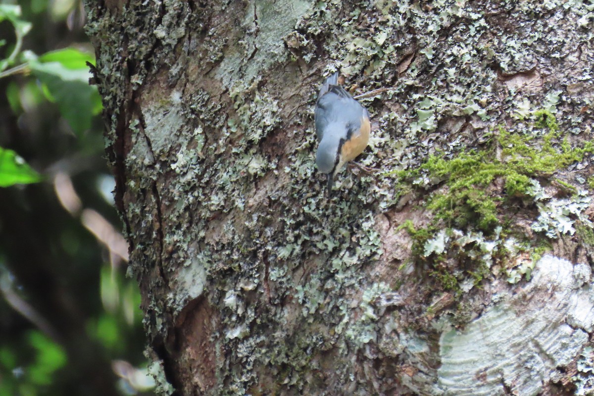 Eurasian Nuthatch (Chinese) - ML642107508