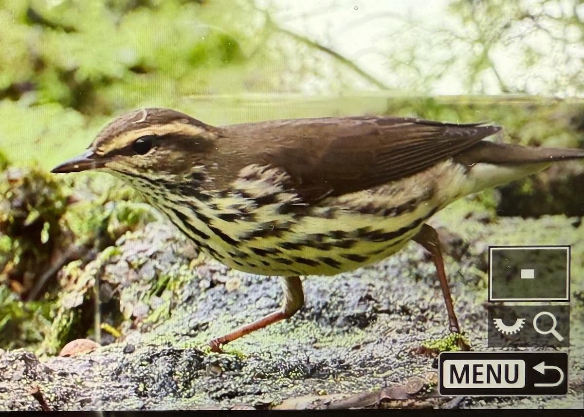 Northern Waterthrush - ML642107512