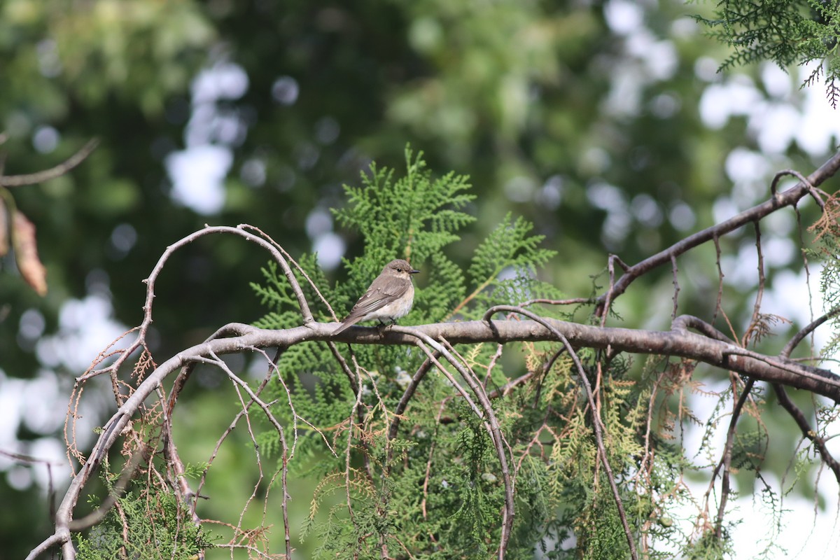 Spotted Flycatcher - ML642107521