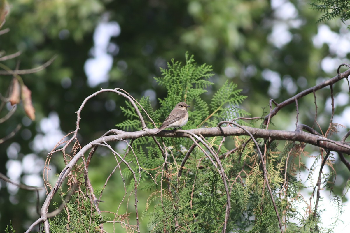 Spotted Flycatcher - ML642107523