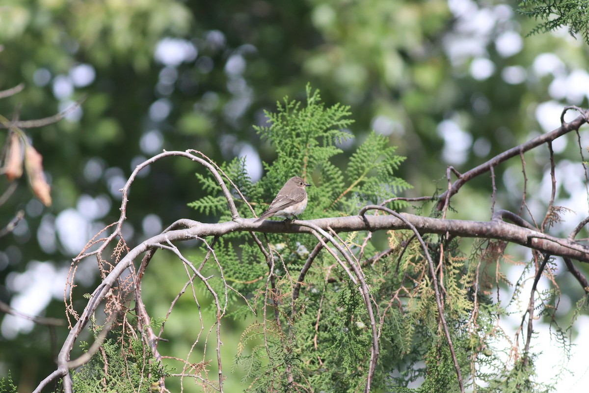 Spotted Flycatcher - ML642107524