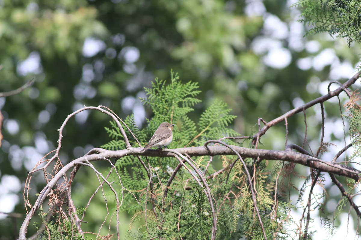 Spotted Flycatcher - ML642107525