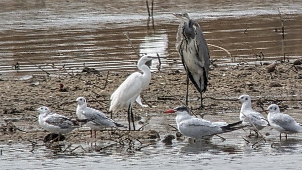 Caspian Tern - ML642107541