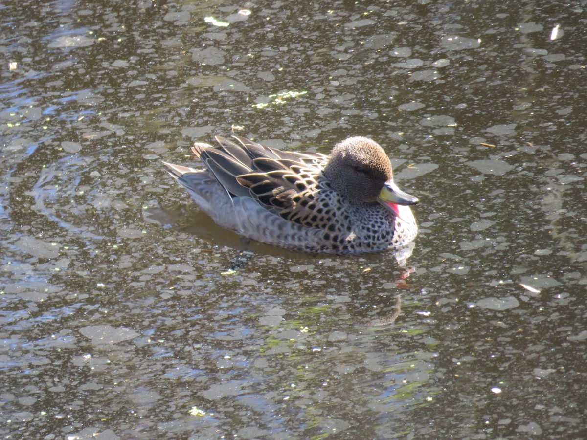 Yellow-billed Teal - ML642107543