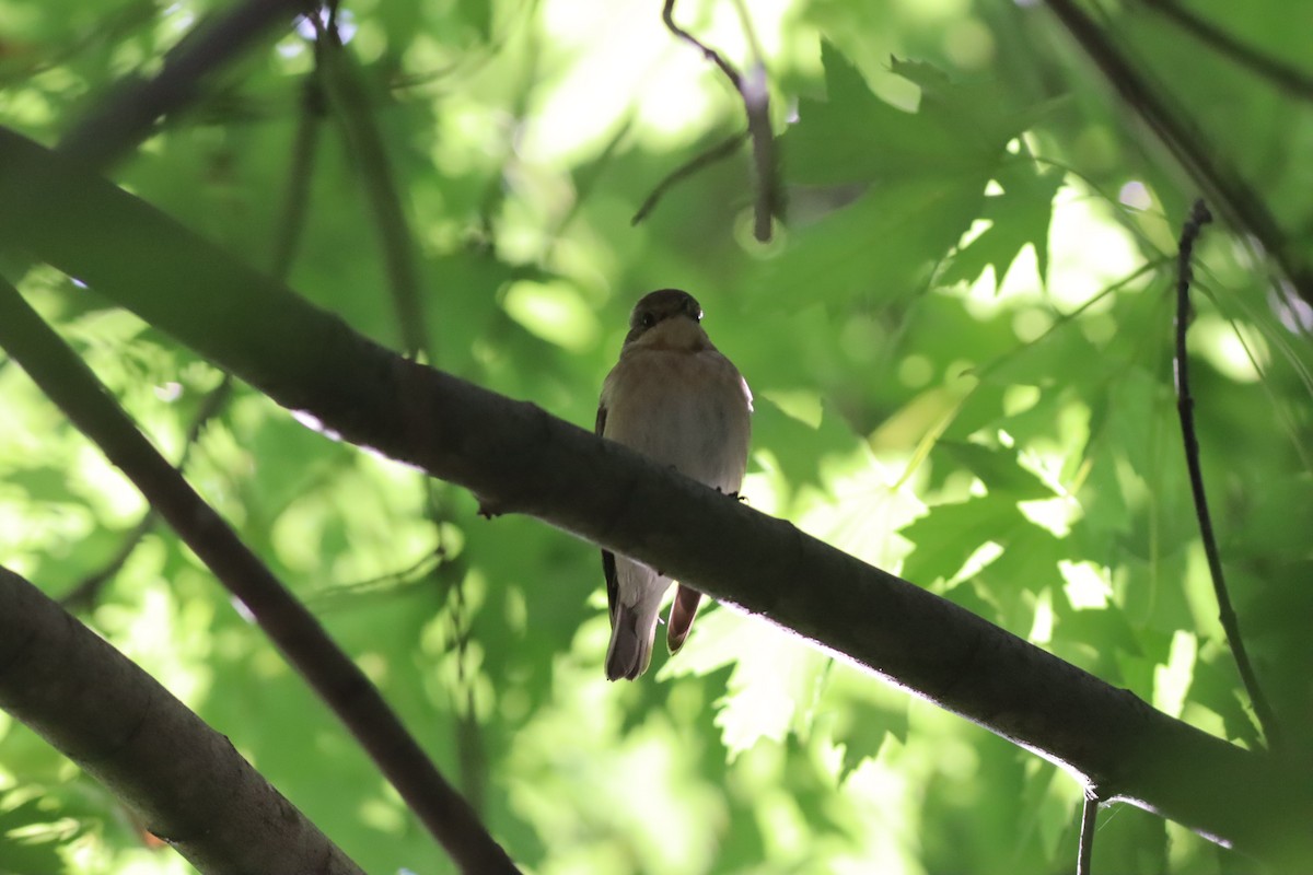 Semicollared Flycatcher - ML642107549