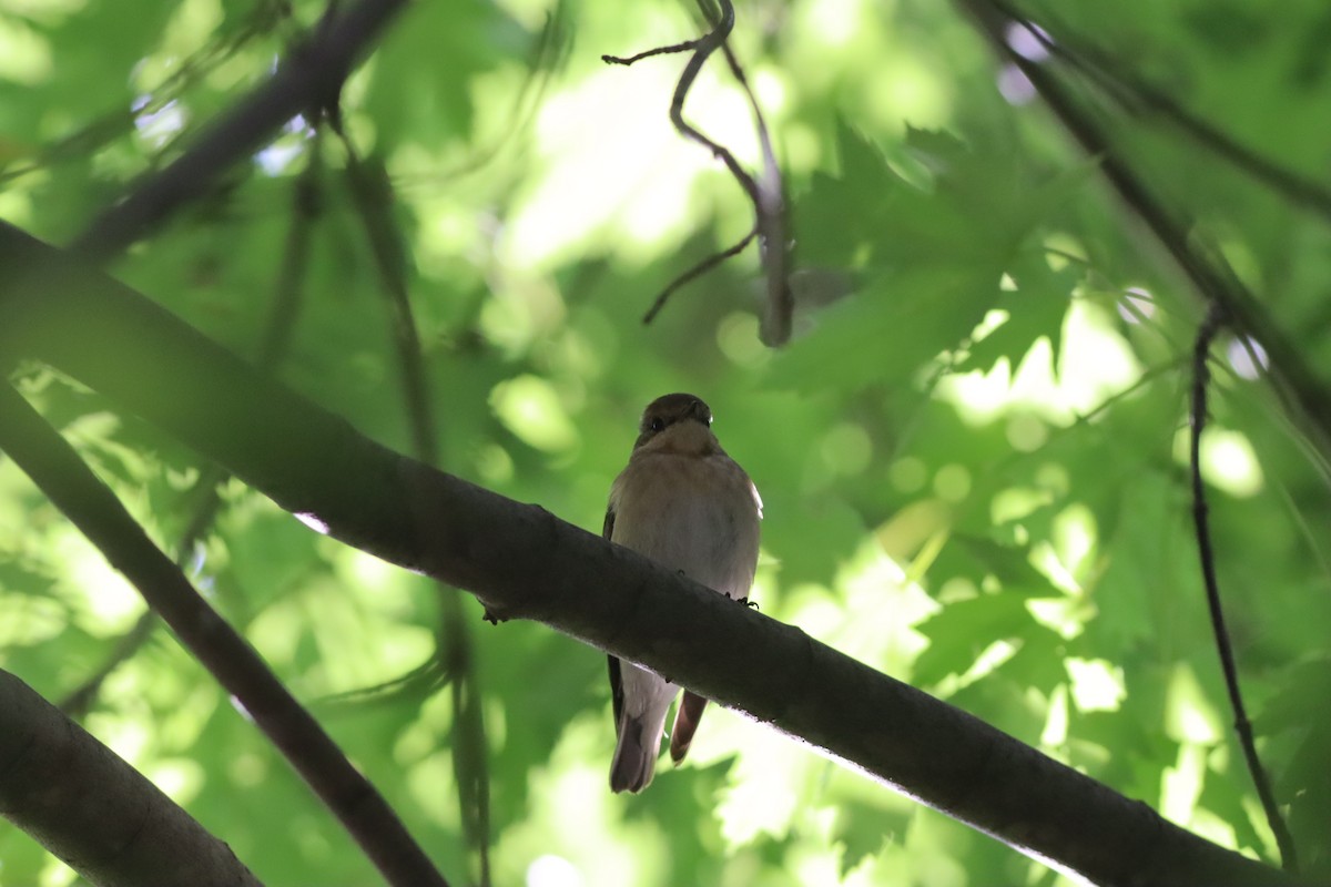 Semicollared Flycatcher - ML642107550