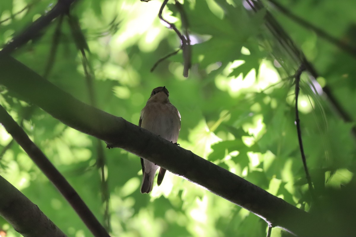 Semicollared Flycatcher - ML642107551
